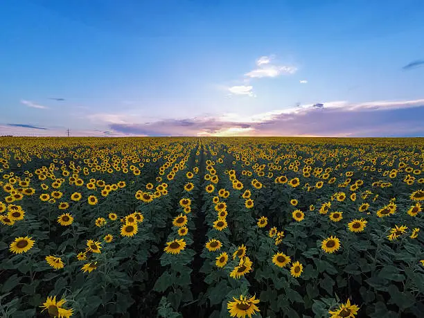 Aerial view of sunflowers field . Wide angle. GoPro, sunset shot.
