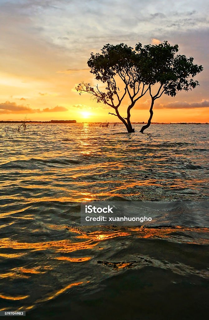 Abstract, amazing landscaping, tree, sun, ripple Abstract, amazing landscaping of Mekong Delta, Vietnam in flooded seasons, alone tree silhouette face to sun at sunset, orange sky, shake water wave, yellow water surface with ripple, beautiful scene Abstract Stock Photo