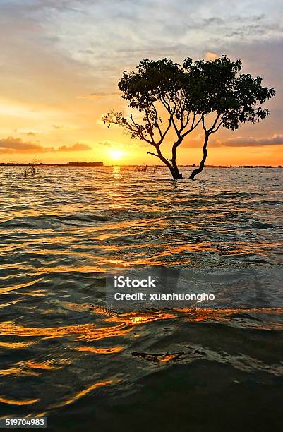 Abstract Amazing Landscaping Tree Sun Ripple Stock Photo - Download Image Now - Abstract, Accidents and Disasters, An Giang Province
