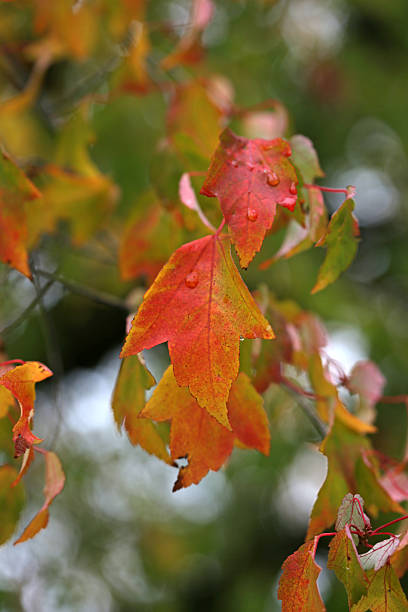 istock Vibrant Colored Autumn Leaves on a Deciduous Tree, Vancouver Island 519705075