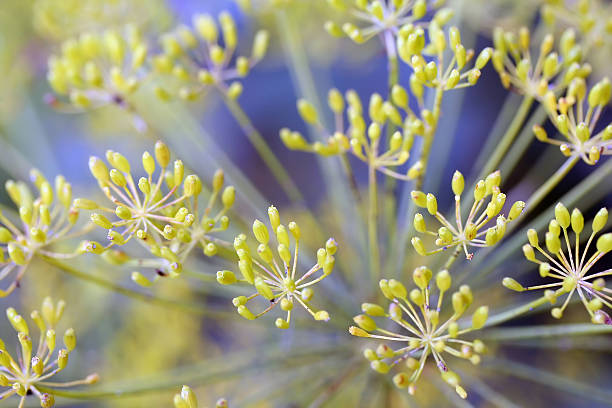 endro (anethum graveolens) umbel - antimicrobian imagens e fotografias de stock