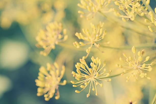 aneto (anethum umbel graveolens) - antimicrobian foto e immagini stock