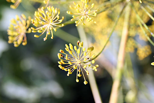 endro (anethum graveolens) umbel - antimicrobian imagens e fotografias de stock