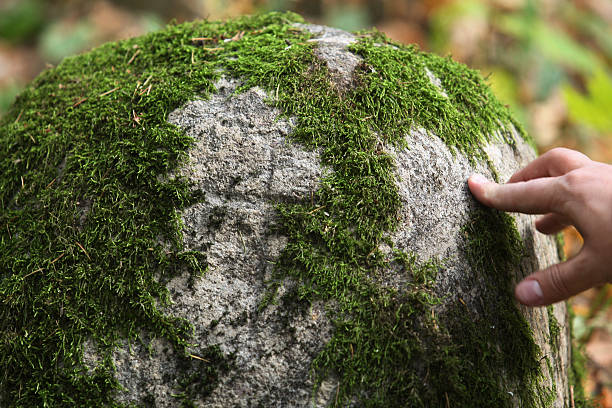 istock Close up view of moss on a big stone 519705213