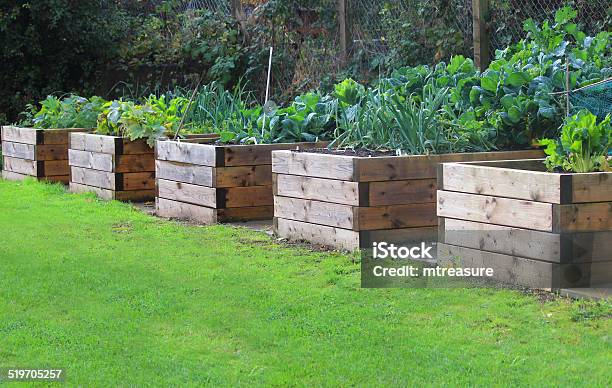 Image Of Wooden Raised Beds In Allotment Vegetable Garden Timber Stock Photo - Download Image Now