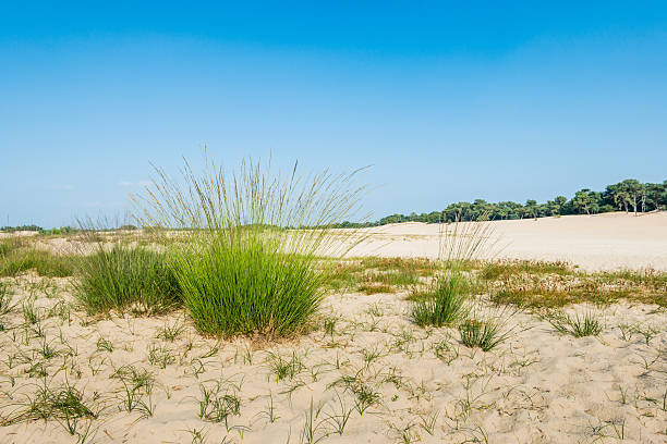 Dune landscape with flowering Purple Moor Grass Purple Moor Grass or Molinia caerulea is forming tussocks in a sandy dune landscape in nature area. molinia caerulea stock pictures, royalty-free photos & images
