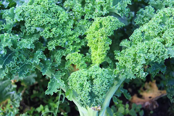 Photo showing a patch of lush green curly kale plants, growing in an allotment vegetable garden in the autumn.  Kale (borecole) is a particularly hardy variety of brassica (Latin name: brassica oleracea) and happily tolerates harsh cold weather.  Closely related to wild cabbage, curly kale is known for its dark green, tightly curled leaves, which attract water droplets / morning dew drops.  The leaves are best picked when they are young and at their most tender.