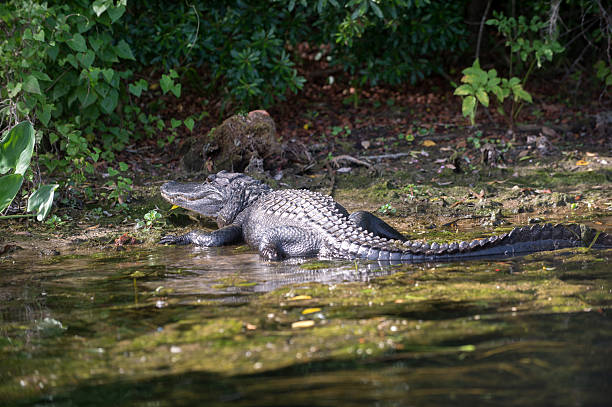 istock Alligator in Florida swamp 519705556