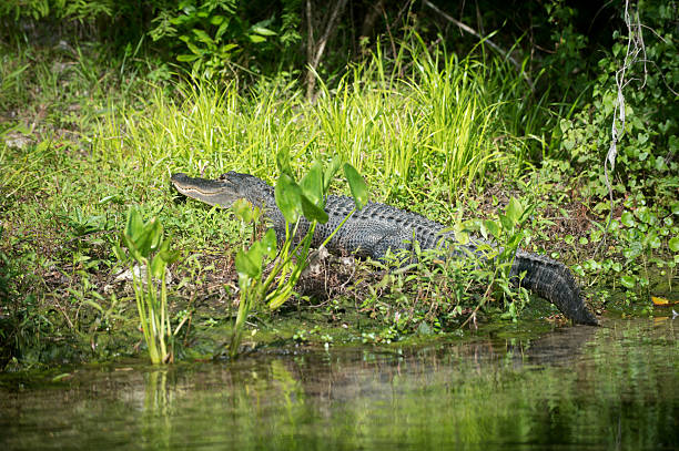 istock Alligator in Florida swamp 519705564