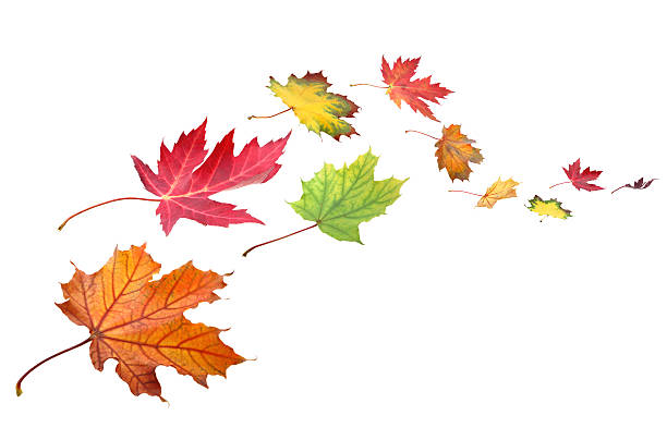 istock Fall leaves in the wind XXXL 519705575