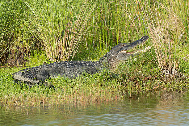 istock Large American alligator in Florida 519705582