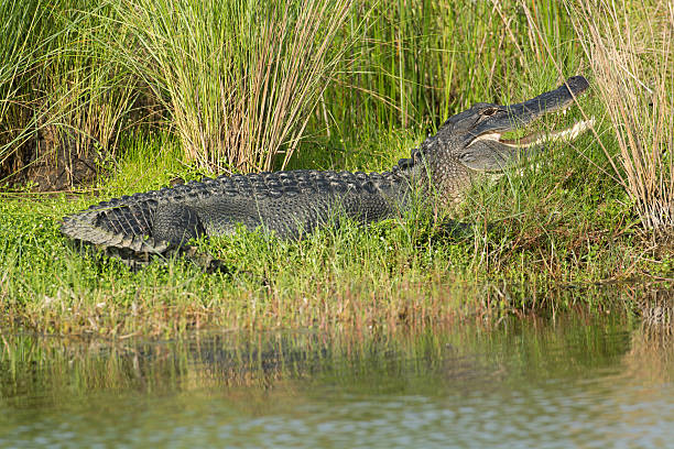 istock Large American alligator in Florida 519705592