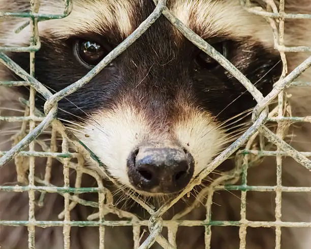 the sad  look  of a raccon trapped behind the cage that dreams of freedom