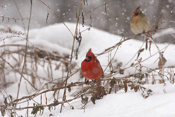 istock Male cardinal in heavy snow 519705748