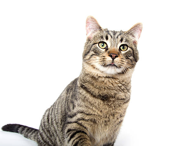 istock Cute kitten swinging its paw 519705942