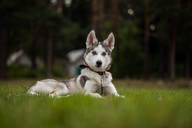 istock Puppy Siberian Husky. 519706015