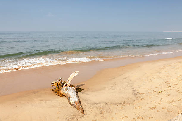drift wood tree trunk in  ocean water Sri Lanka