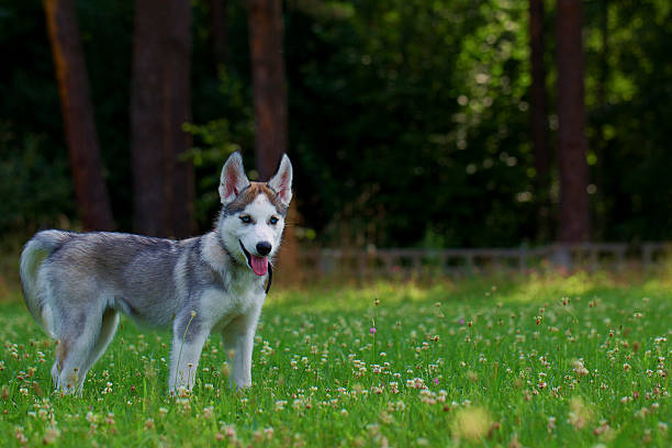 istock Puppy Siberian Husky. 519706517