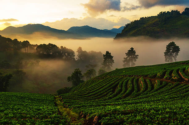 istock Light morning mist the strawberry farm is Ang Khang 519706676