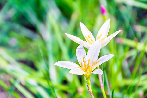 istock blossom Beautiful White flower with green background 519706681