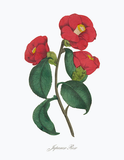 viktorianische botanischer abbildung eines japanischen rose - white background isolated on white isolated gladiolus stock-grafiken, -clipart, -cartoons und -symbole