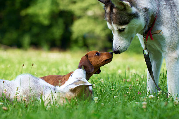 istock Puppy Siberian Husky and Dachshund. 519707109