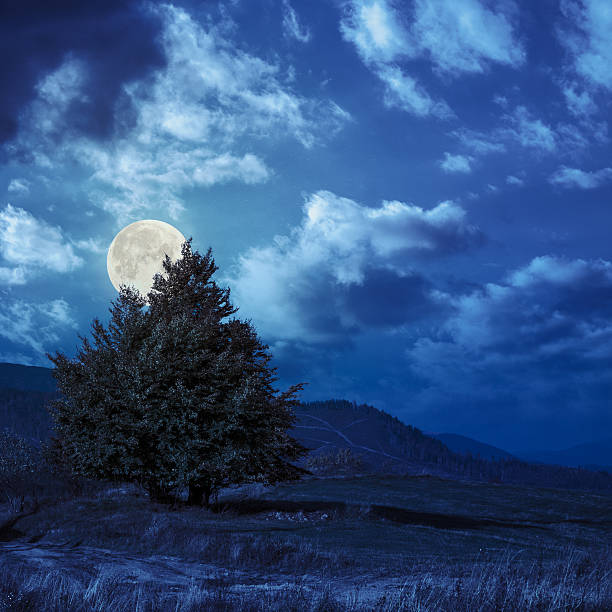istock pine trees near valley in mountains  on hillside at night 519707391