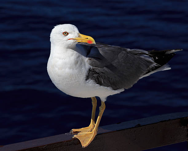 gaivota-de-patas-amarelas (larus michahellis) - michahellis - fotografias e filmes do acervo