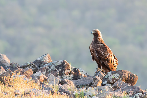 Golden Eagle (Aquila chrysaetos)