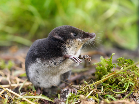 The Rare and Elusive Eurpean Water Shrew (Neomys fodiens) sitting on it's Hind Legs