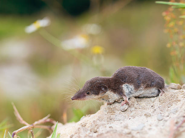 istock Bicolored White-toothed Shrew 519707999