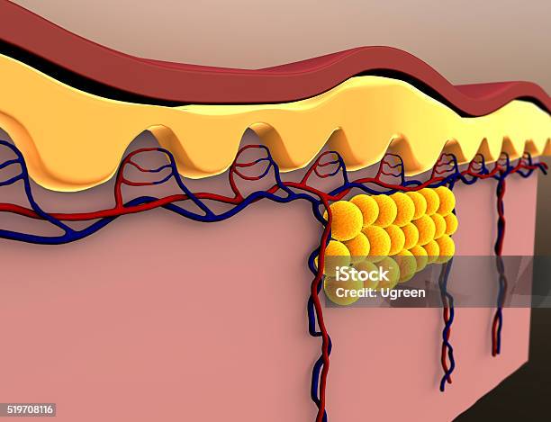 Las Células Grasas Y Vena Foto de stock y más banco de imágenes de Capas superpuestas - Capas superpuestas, Desarrollo, Medicamento