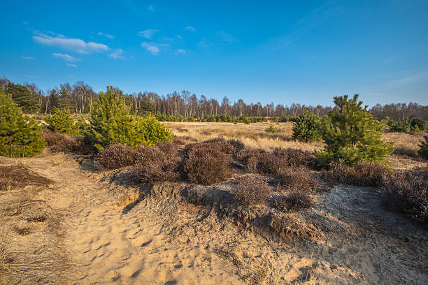 istock Heather and Sand in the Veluwe Area 519708291