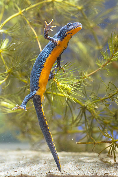 istock Female Alpine Newt Swimming through Vegetation 519708635