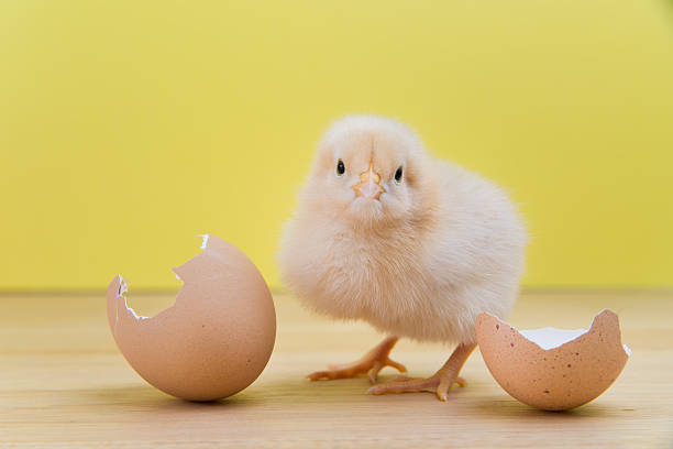 istock New yellow chick stands near cracked shell 519708988