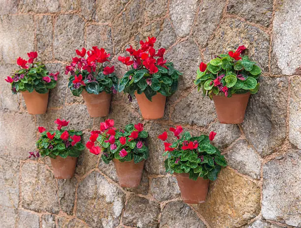 flower pots with cyclamen hanging on a wall