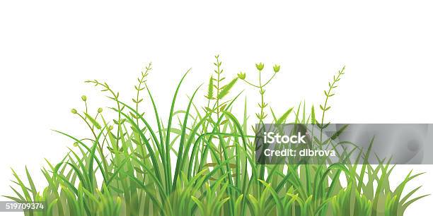 Vert Herbe Fraîche Vecteurs libres de droits et plus d'images vectorielles de Plante sauvage - Plante sauvage, Blanc, Couleur verte