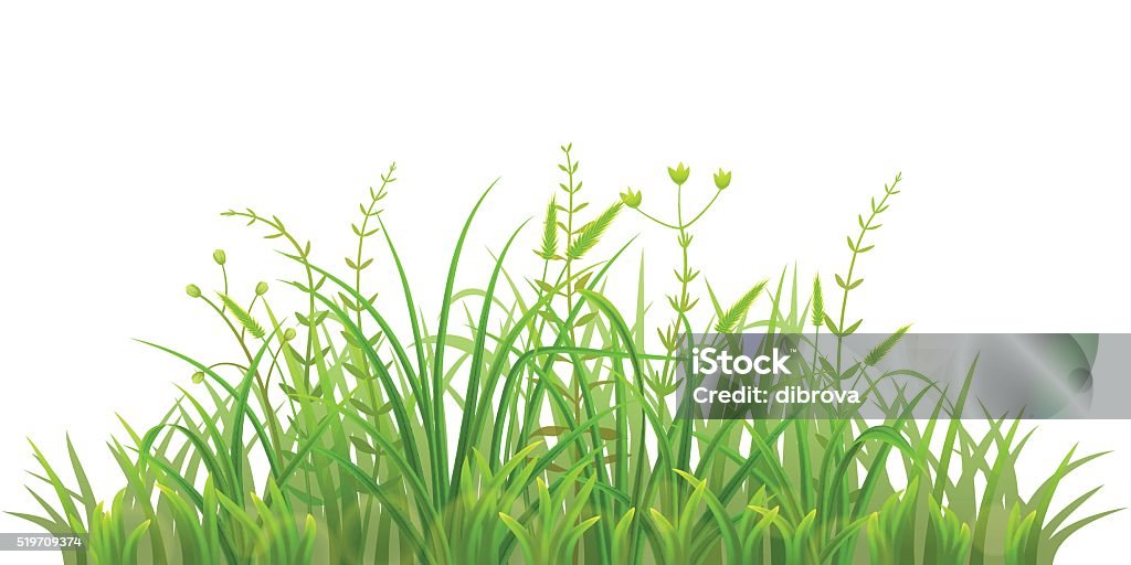 Fresh green grass Green grass on white background Uncultivated stock vector