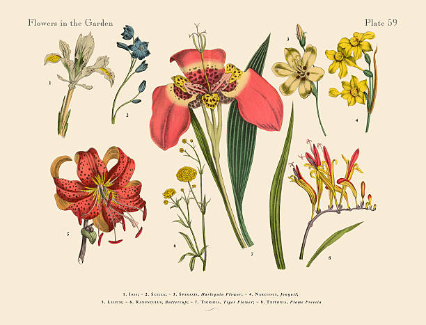 Exotic Flowers of the Garden, Victorian Botanical Illustration Very Rare, Beautifully Illustrated Antique Engraved Victorian Botanical Illustration of Flowers of the Garden: Plate 59, from The Book of Practical Botany in Word and Image (Lehrbuch der praktischen Pflanzenkunde in Wort und Bild), Published in 1886. Copyright has expired on this artwork. Digitally restored. engraving engraved image hand colored nature stock illustrations