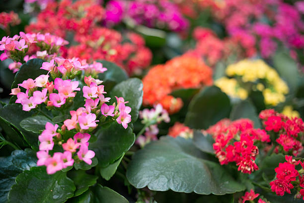kalanchoe flowers in different colors stock photo