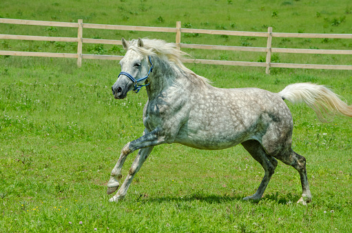 A beautiful brown white wild horse galloping through a field