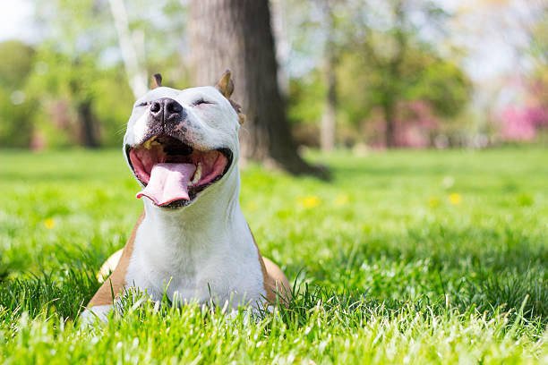 Pure joy Portrait of happy and cute American Staffordshire Terrier animal saliva stock pictures, royalty-free photos & images