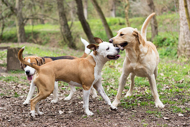 Playing dogs Staffordshire, Labrador and Beagle playing in the park dog group of animals three animals happiness stock pictures, royalty-free photos & images