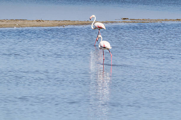 istock Pink Flamingo in Camargue 519713702