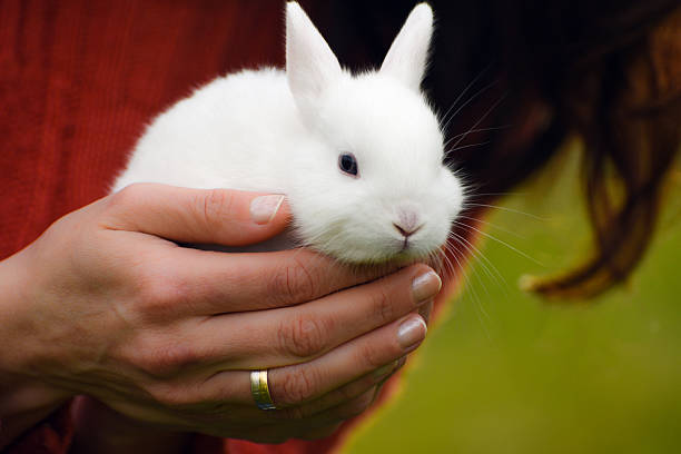 istock bunny in female hands 519713828