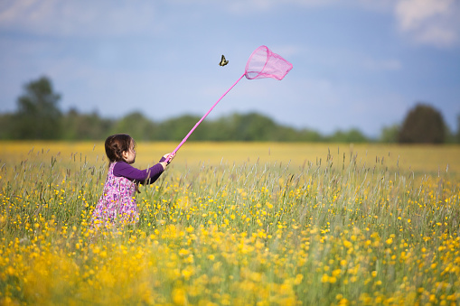 Happy Young Girl Chasing Butterfly with Pink Net in Vast Field Filled with Yellow Wildflowers