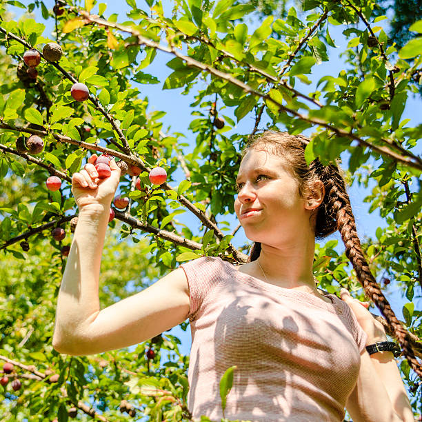 istock Teenager girl gathers plums from a tree 519714924