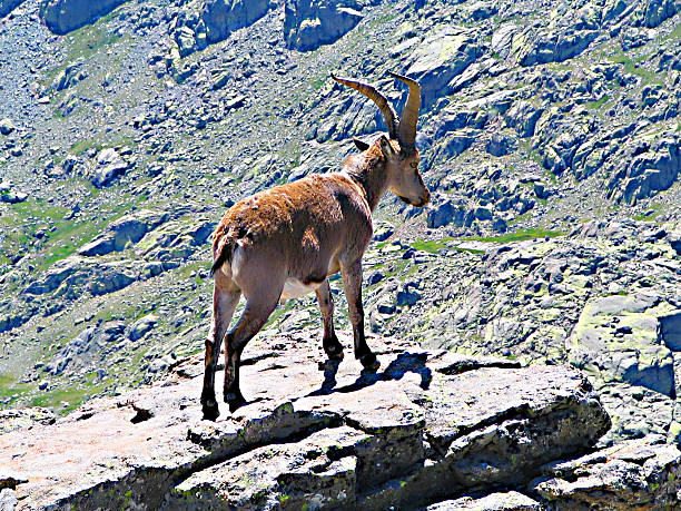 istock Ibex on top of the world 519715244