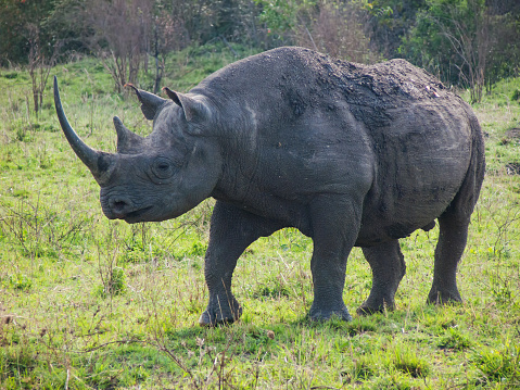 wild black rhinoceros or hook-lipped rhinoceros  surrounded by grass(Diceros Bicornis) in Masai Mara Kenya.