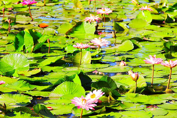 istock Pond with lilies and bird. 519715810
